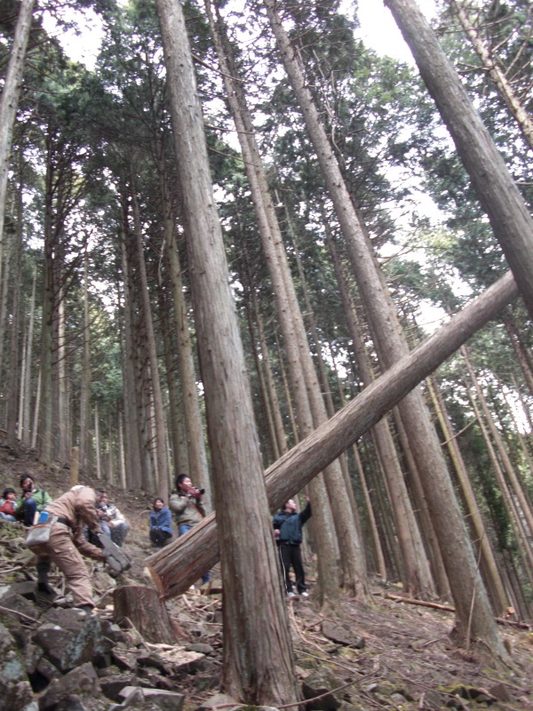 “きこり”に会える、親子で山の見学会